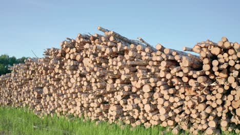 cut logs of birch on the green meadow in the forest