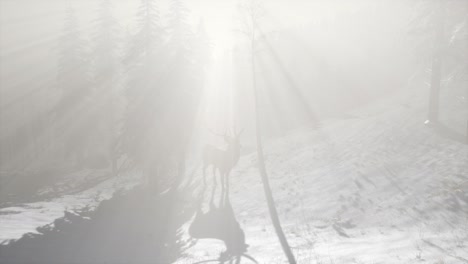 proud noble deer male in winter snow forest