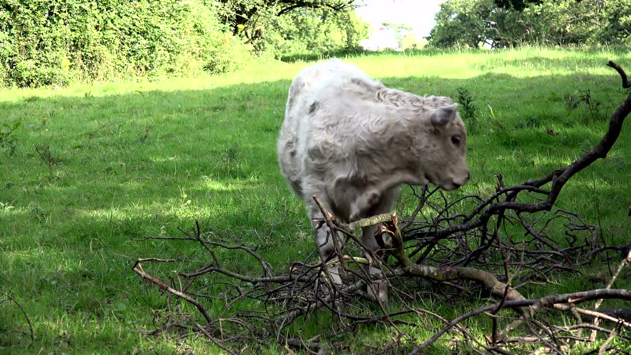 농장에서의 에서 고기 4k 비트 10 색상