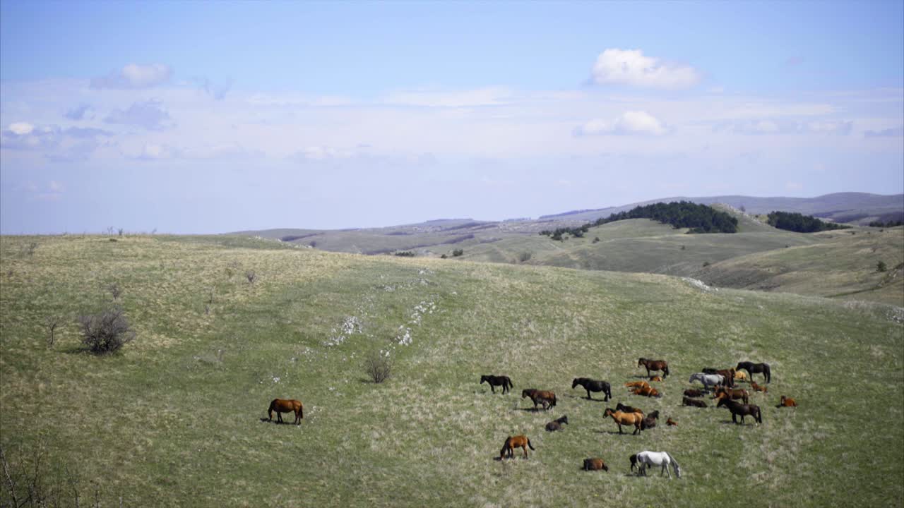 cavalli al pascolo