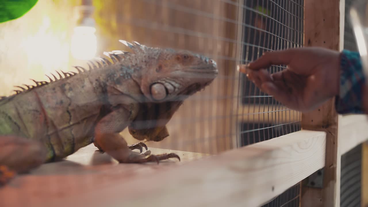 alguien alimenta a una gran iguana lagarto de la mano