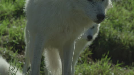 Wolves-in-Canadian-Boreal-Forest