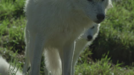 lobos en el bosque boreal canadiense