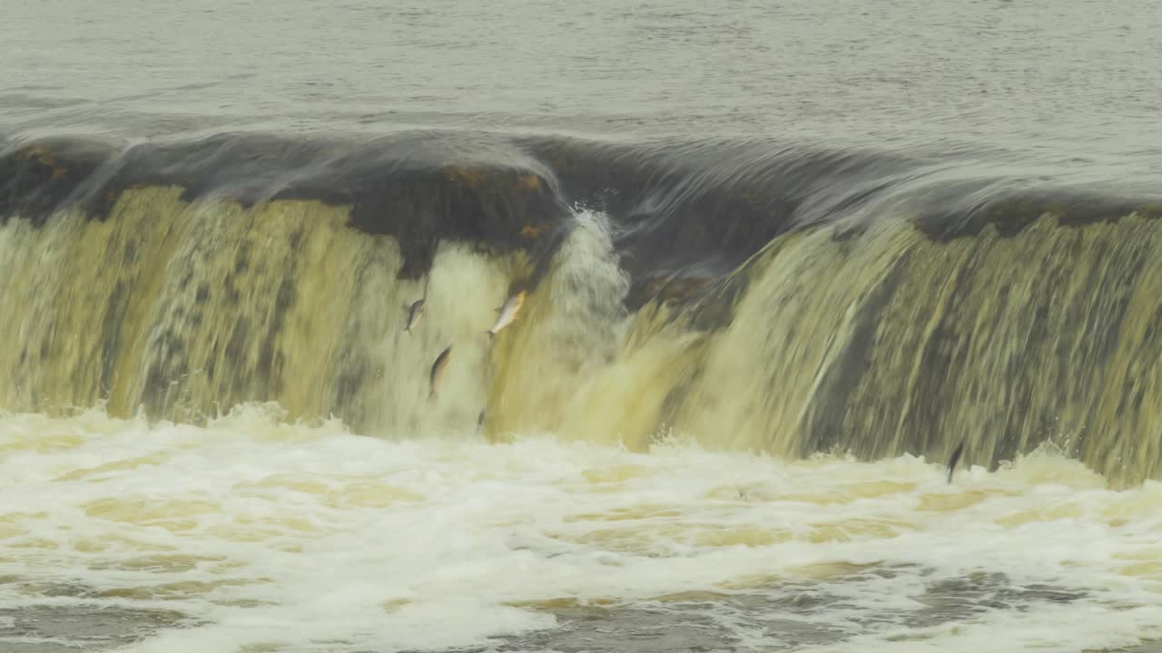 kuldiga의 빔바 물고기, 멀리서 중간 샷