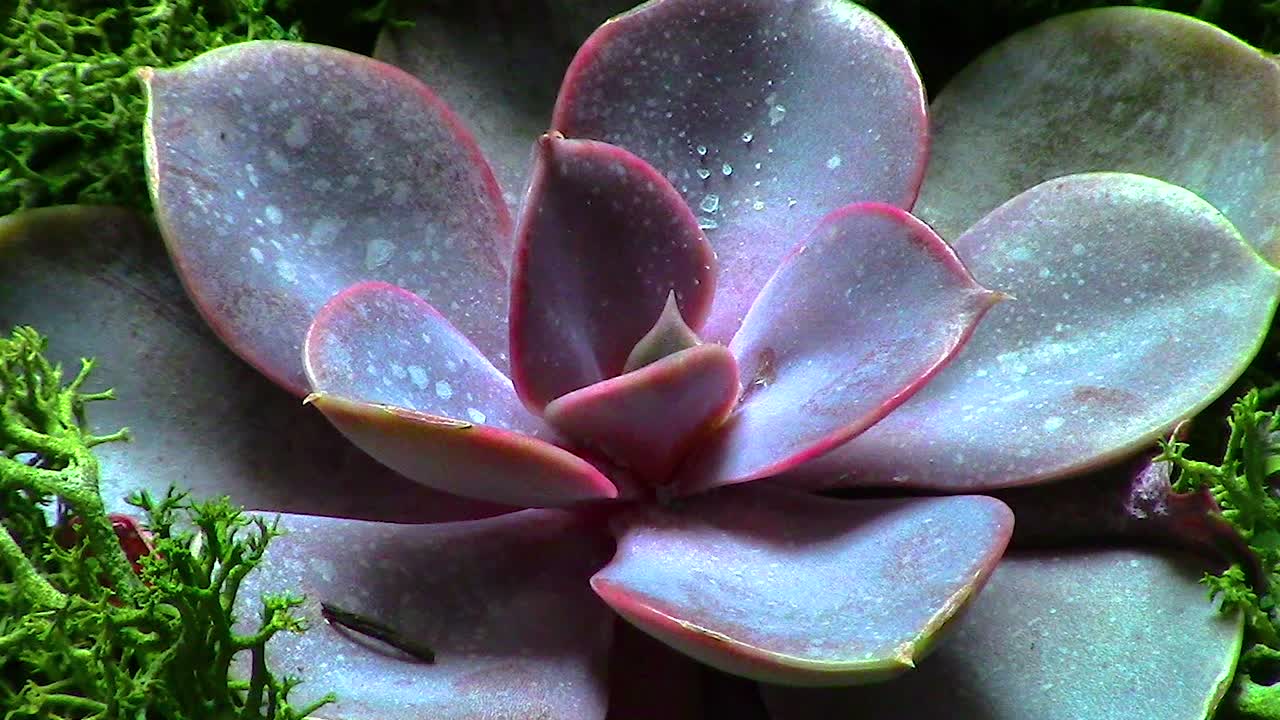 물을 보존하는 실내 다육 식물