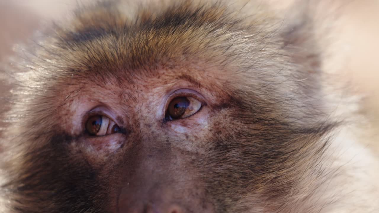An intense close-up captures the deep, reflective eyes of a Barbary macaque in Ouzoud, Morocco.