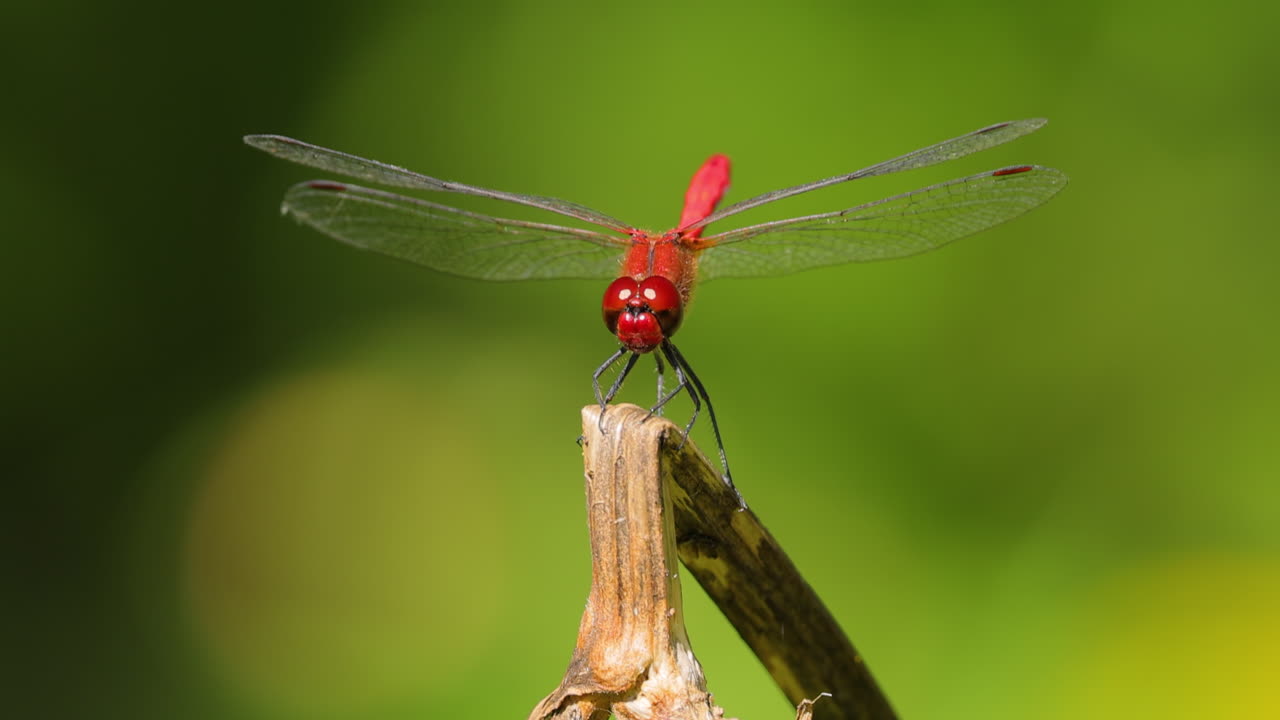 la libélula escarlata (crocothemis erythraea) es una especie de libélula de la familia libellulidae. sus nombres comunes incluyen escarlata ancha, darter escarlata común.