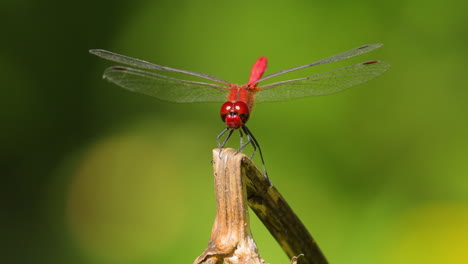 La-Libélula-Escarlata-(crocothemis-Erythraea)-Es-Una-Especie-De-Libélula-De-La-Familia-Libellulidae.-Sus-Nombres-Comunes-Incluyen-Dardo-Escarlata-Ancho-Y-Dardo-Escarlata-Común.