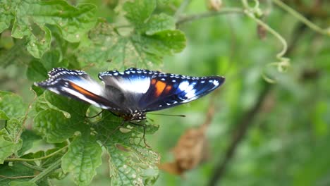 Las-Mariposas-Se-Posan-En-Las-Hojas-Verdes.-Fondo-Natural