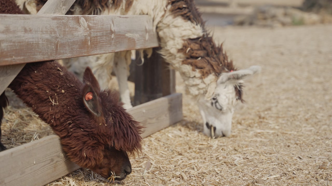 A herd of Alpaca and Llama animals eating hay in desert farm outdoors on sunny day. Tourist attraction petting and feeding zoo. South American mammals raised for wool and sustainable farming