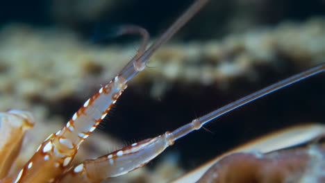 close-up of crustacean antennae underwater