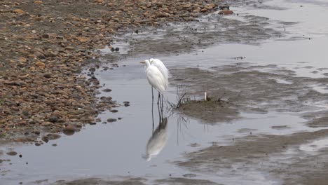 some great egrets fishing along a river bank in the chitwan national park