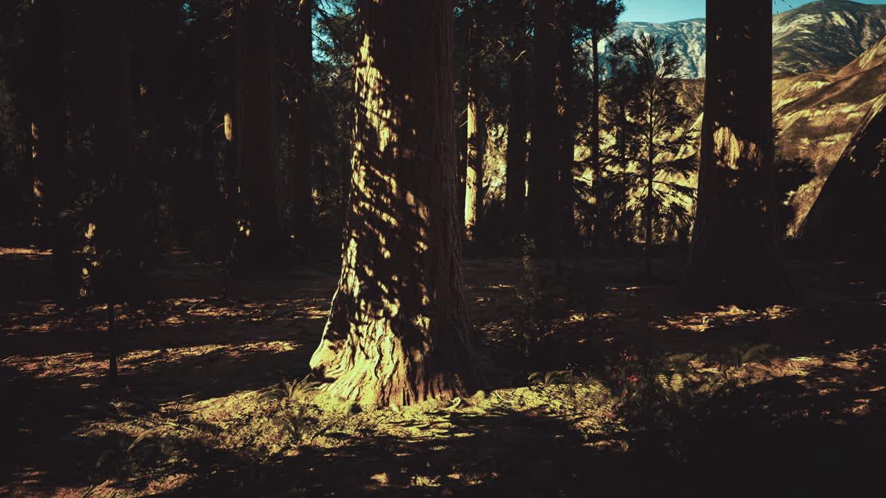 빛은 나무를 통해 필터링하여 숲 바닥에 그림자 패턴을 만니다.