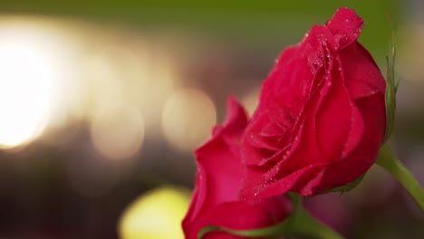 florist spraying water on red rose in flower shop