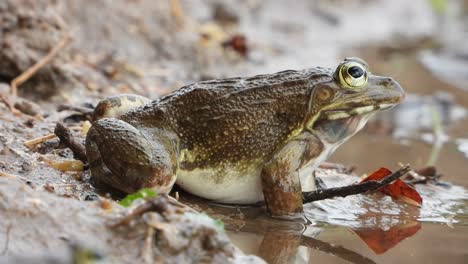 Frosch-Schreit-–-Wasser-–-Erster-Regen