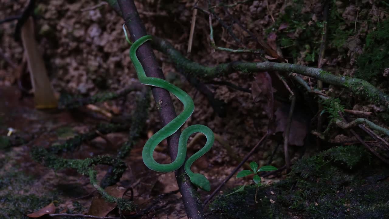 Full body seen in an ambush position waiting for a prey to pass by at a stream, Vogel's Pit Viper Trimeresurus vogeli, Thailand