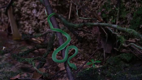 Full-body-seen-in-an-ambush-position-waiting-for-a-prey-to-pass-by-at-a-stream,-Vogel's-Pit-Viper-Trimeresurus-vogeli,-Thailand