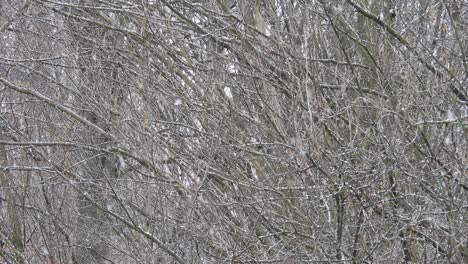 Nevando-Sobre-Ramas-De-árboles,-Clima-Frío-Cerca-De-Las-Vacaciones
