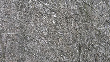 nevando sobre ramas de árboles, clima frío cerca de las vacaciones