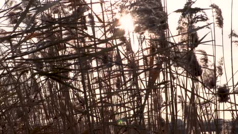 Korean-Feather-Reed-Grass