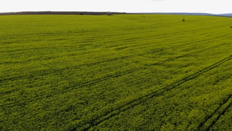 Weitläufiges-Hellgrünes-Landwirtschaftliches-Feld-Mit-Wachsenden-Rapspflanzen-Nach-Sonnenuntergang