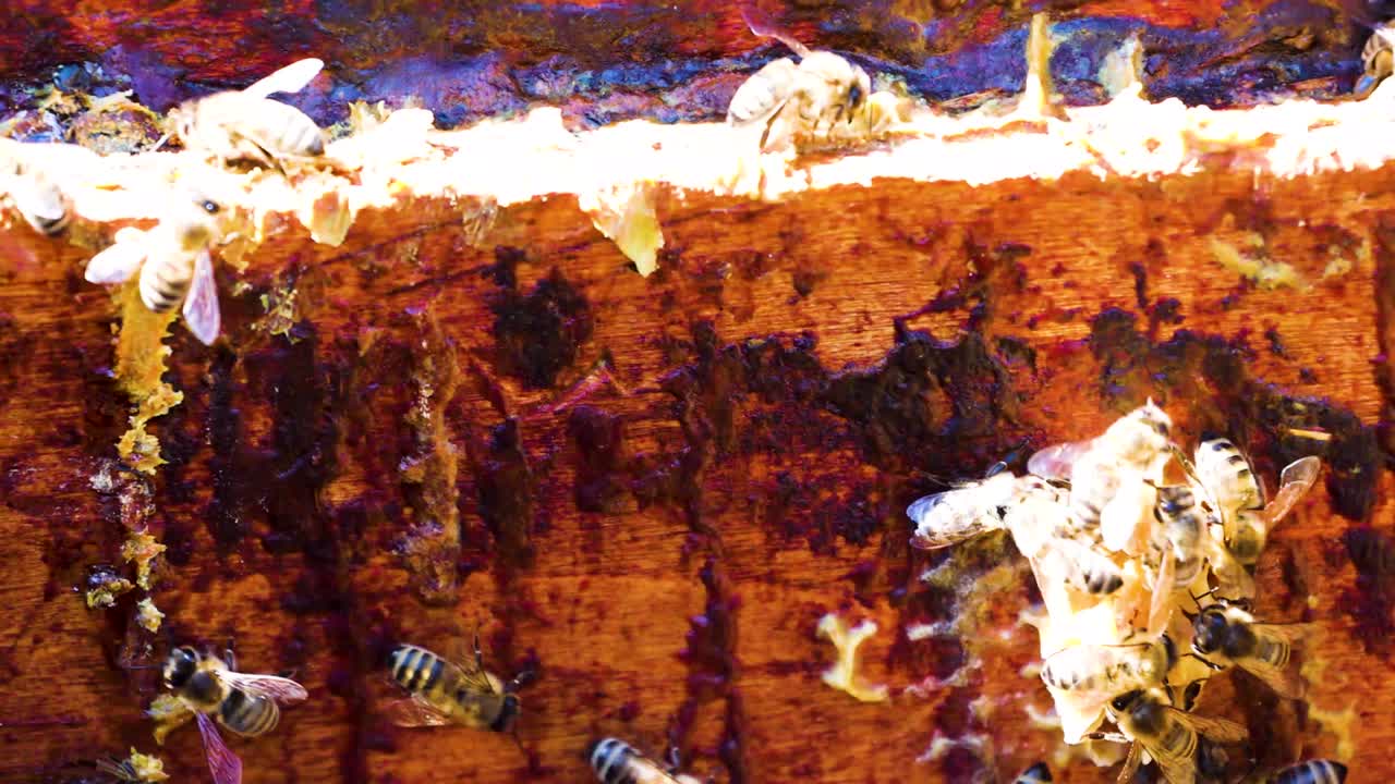 양봉사는 벌의 무리를 가지고 벌을 꺼내서 을 우기 위해 을 부러뜨립니다.