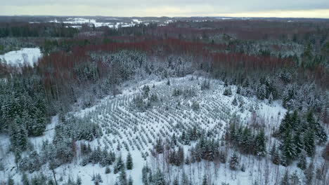 reforestation of cleared snow covered woodland area for the timber trade, aerial