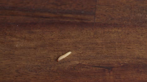 moth larvae creeping on wooden surface. overhead shot