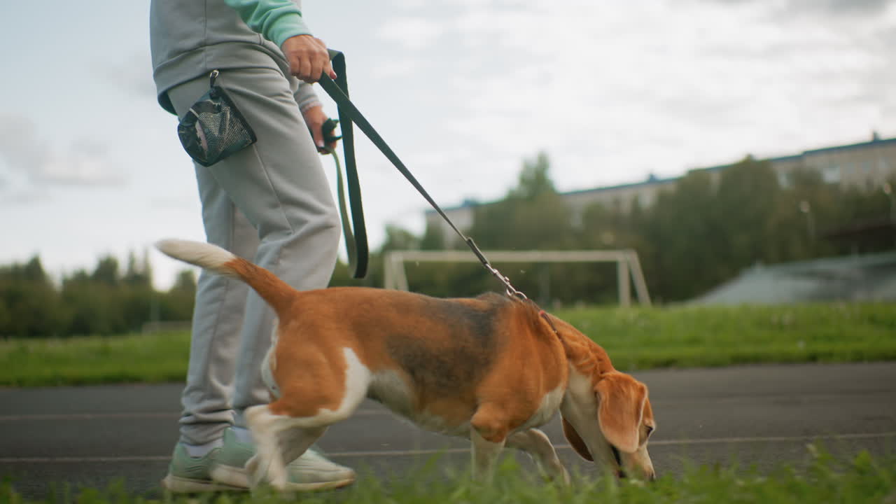Canine specialist walking briskly with energetic dog on leash across green park field under clear sky during outdoor training session showing bond, fitness, discipline, and joyful companionship