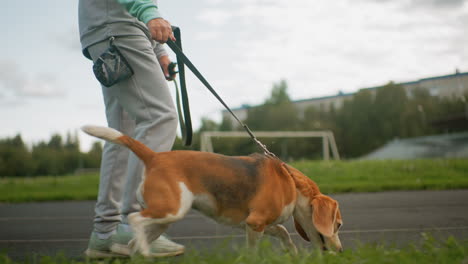 canine specialist walking briskly with energetic dog on leash across green park field under clear sky during outdoor training session showing bond, fitness, discipline, and joyful companionship