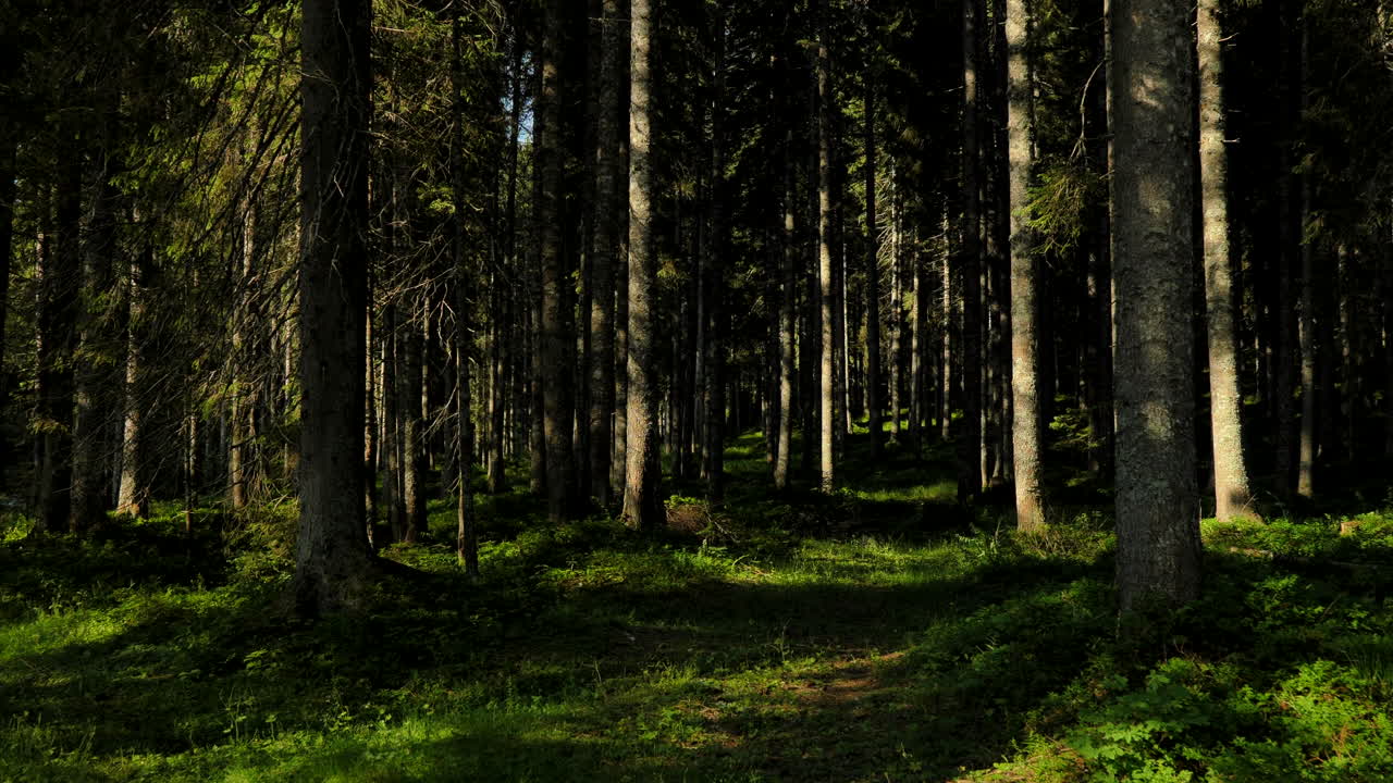 Dense Forest Path