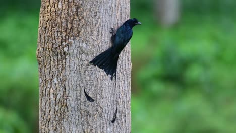 Klammert-Sich-An-Die-Rinde-Des-Baumes,-Sucht-Nach-Insekten-Und-Fliegt-Dann-Nach-Rechts,-Um-Sich-Neu-Zu-Positionieren,-Großer-Schlägerschwanzdrongo-Dicrurus-Paradiseus,-Thailand