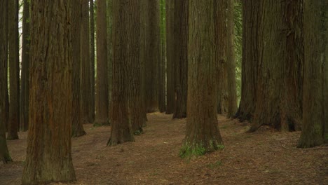 secuoyas californianas en el parque nacional otway, tiro panorámico