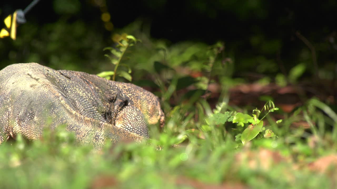 Slow Motion of a Water Monitor Lizard moving away at the Singapore Botanic Gardens