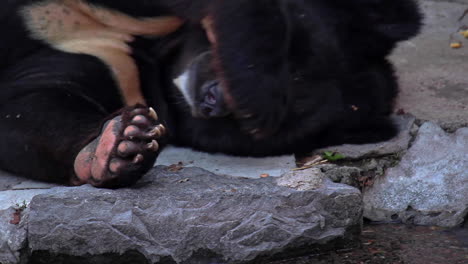 Nahaufnahme-Des-Schwarzen-Bären,-Der-Das-Gesicht-Mit-Der-Pfote-Versteckt,-Während-Er-Sich-Im-Zoo-Auf-Dem-Boden-Ausruht