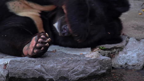 cerca de oso negro escondiendo la cara con la pata mientras descansa en el piso en el zoológico