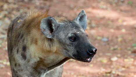 hyena looking around in a zoo environment