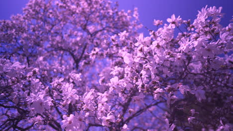 a blooming branch of purple tree in spring with light wind