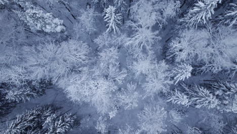 4k aerial video of northern nature forest in winter after snowstorm