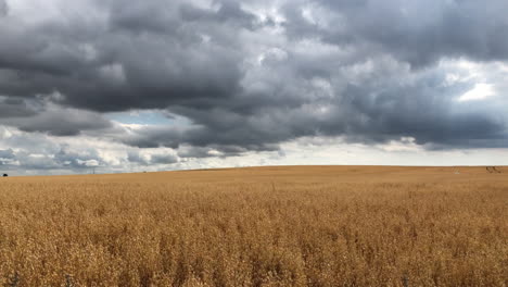 Cielo-Tormentoso-Sobre-El-Campo-De-Maíz