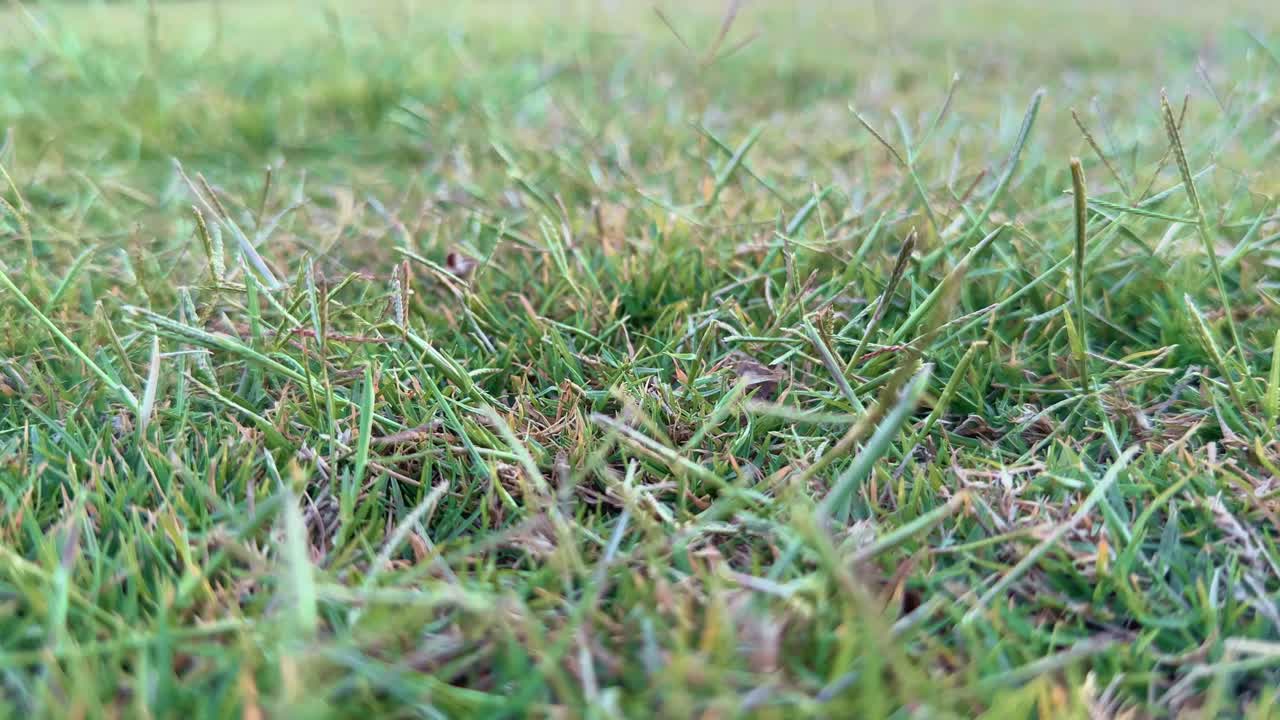 show tracking out shot of green lawn grass