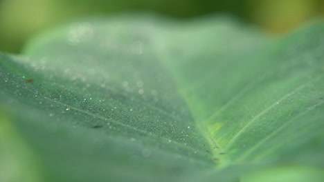 dew drops fall on the leaves of the trees in winter