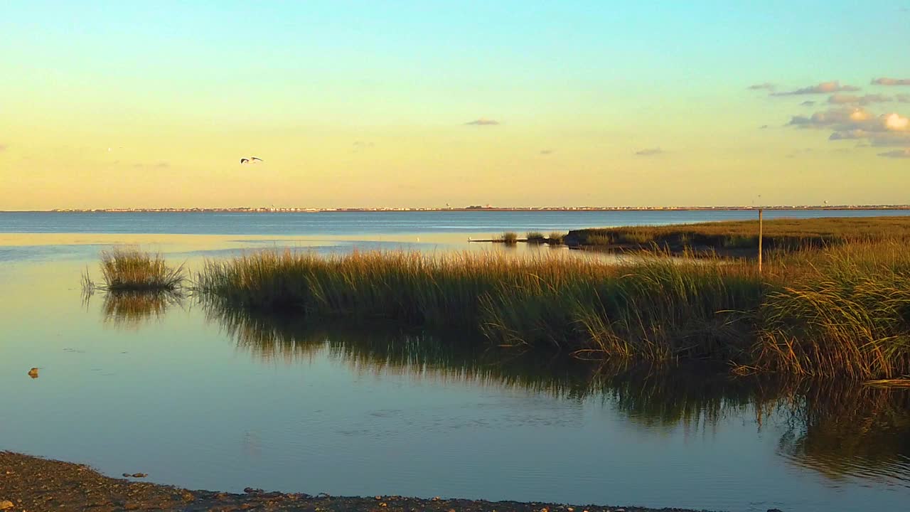 hd 120 fps pájaro volando fuera del marco que queda sobre la vía fluvial con hierba larga con cielo mayormente despejado cerca de la hora dorada