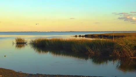 hd 120 fps bird flying out frame left over waterway with long grass with mostly clear sky near golden hour