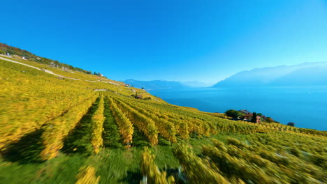 fpv drone fight over lavaux vineyard between rivaz and saint-saphorin villages on a sunny day