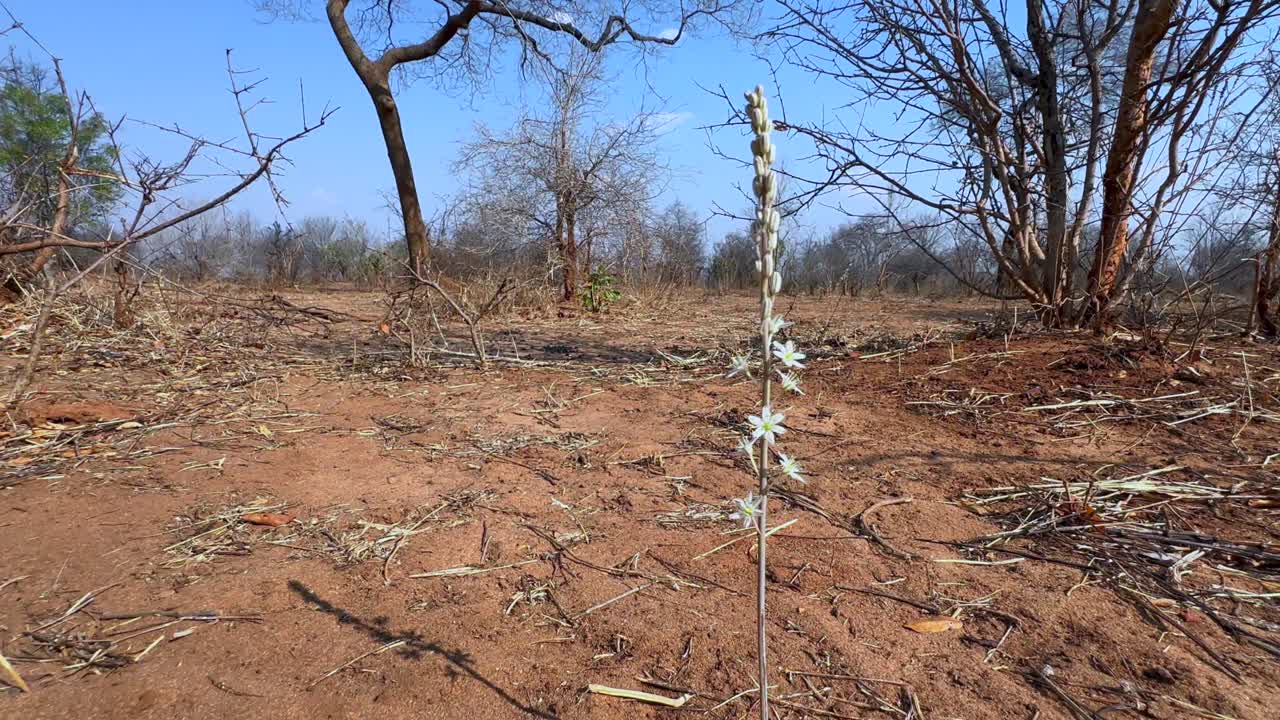 Scilla rossa fiorita o rooislangkop (Drimia sanguinea) nella savana del parco nazionale di Mosi-oa-Tunya, Zambia