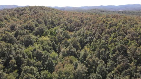 Wald-Natur-Hintergrund-1