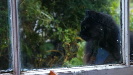 black cat sitting near window