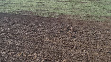 ciervos corriendo, imágenes de drones