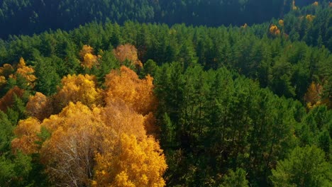autumn forest aerial view